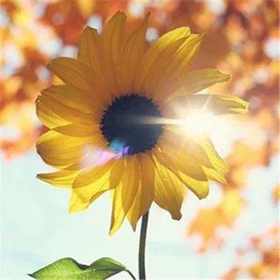 凯蒂猫全家福填色